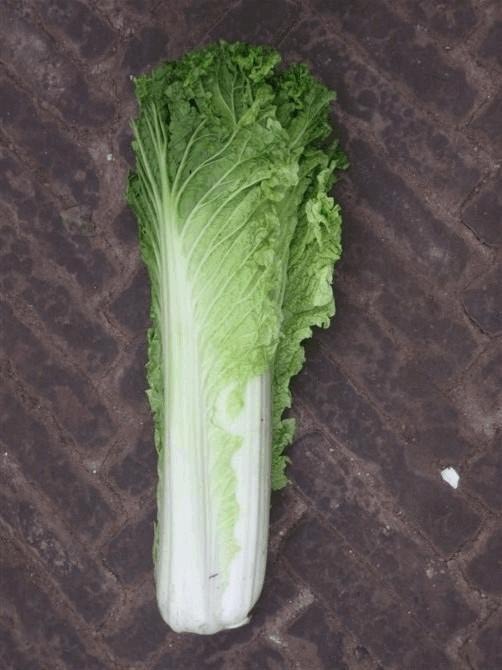 祁县 白菜