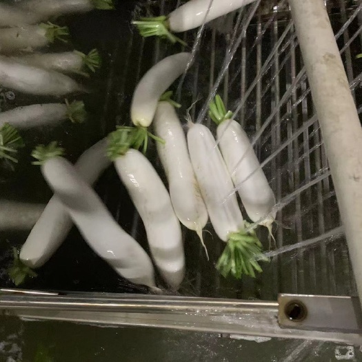 简阳市沙地白萝卜