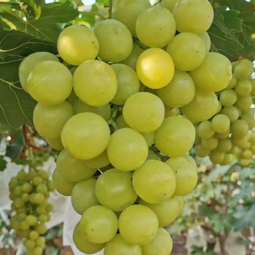 兴城市黄香密葡萄苗  黄金蜜葡萄苗贝达砧木嫁接量大可签合同辽宁葫芦岛产地自家培育