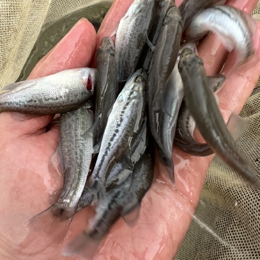 南宁加州鲈鱼苗繁殖场长年供应，训过料技术育苗成活率高，好养快大。