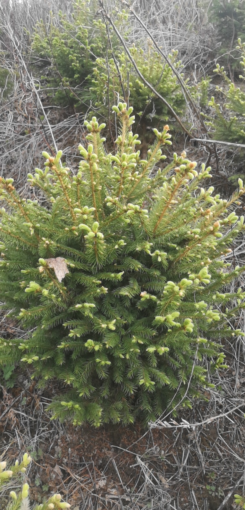 青海云杉  云衫树。1.2-1.5米