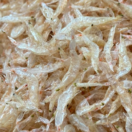 广州 烘干虾皮，淡干虾皮，咸熟虾皮统统有货，厂家自营