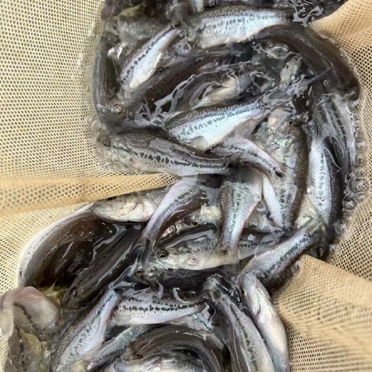 南宁加州鲈鱼苗，优质1号鲈鱼苗，水花苗，技术繁殖抗病能力强好养快
