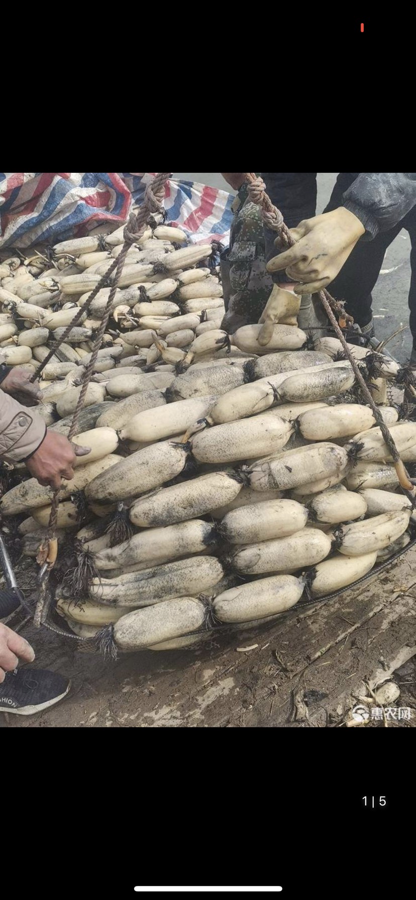 红莲藕 微山湖莲藕，欢迎采购保证质量，一次合作终身朋友