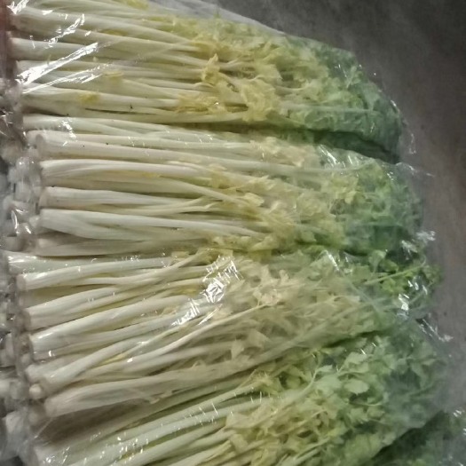 平度市水果芹菜 鲜嫩星级酒店专用，20斤以上顺丰速运