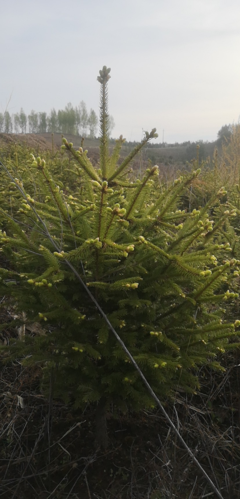 青海云杉  云衫树。1.2-1.5米