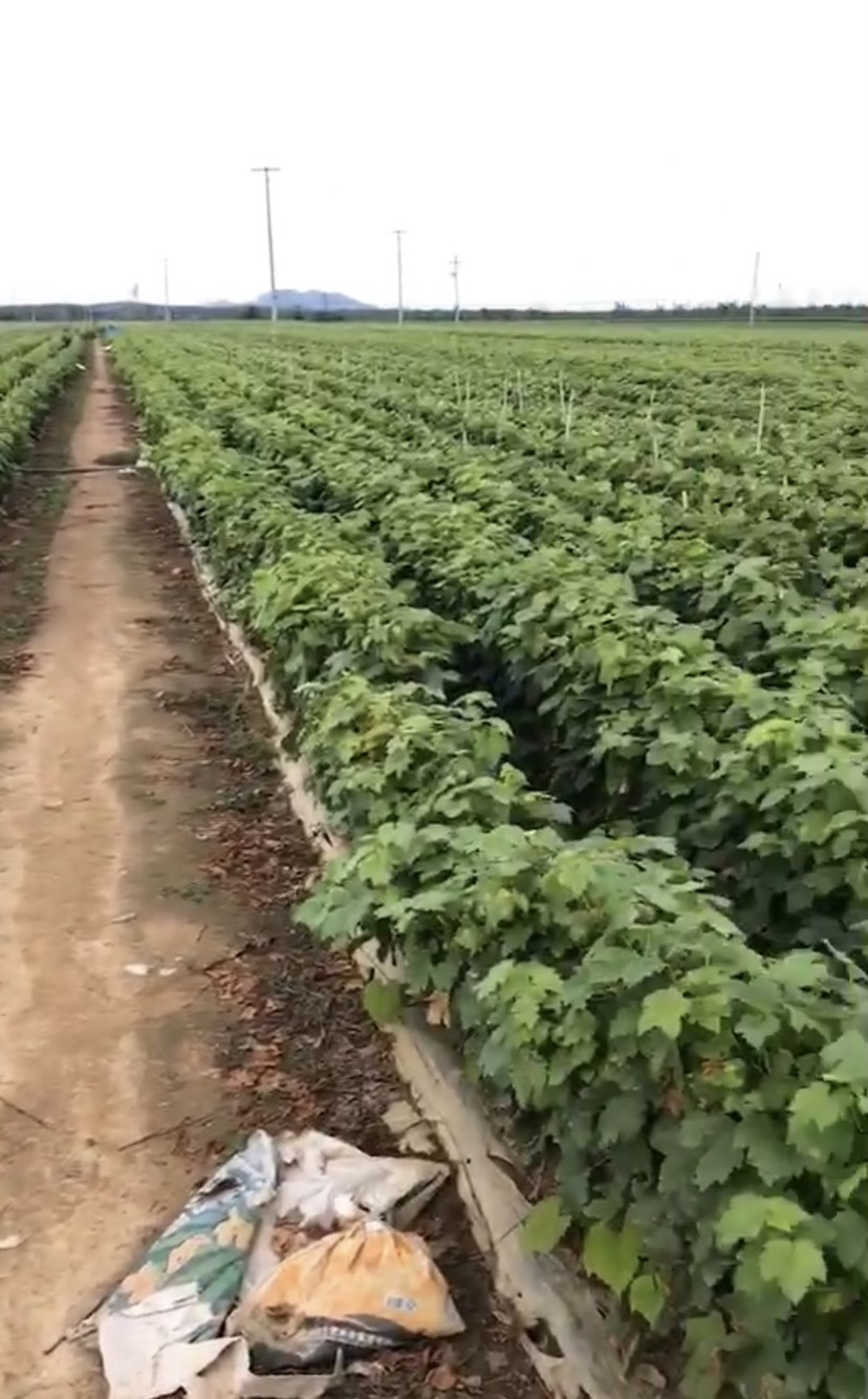 蜜光葡萄苗贝达砧木嫁接一年生量大可签合同辽宁葫芦岛兴城产地