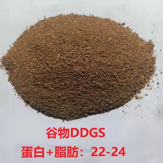 赣州酒糟 谷物DDGS。蛋白脂肪22-24