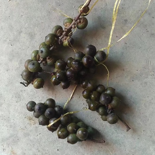 巴马县多穗石柯甜茶种，木姜叶柯甜茶