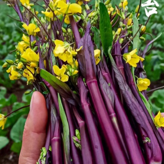 仙桃市正宗湖北红菜苔价格低量大