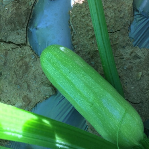 昌宁县绿皮西葫芦 西葫芦