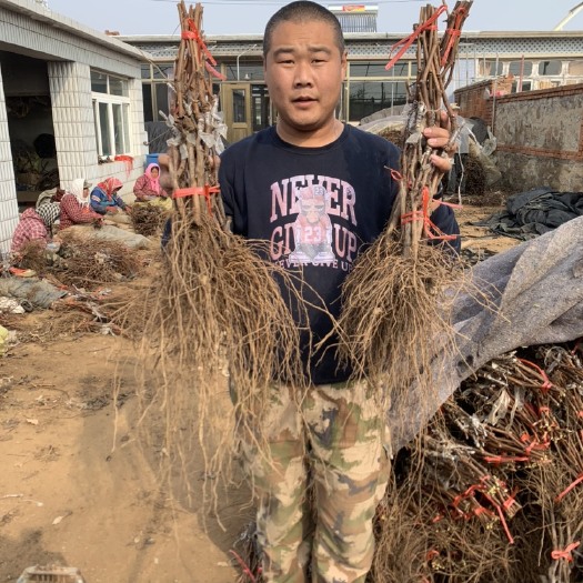 兴城市葡萄苗  黑皇葡萄嫁接苗    保证纯度    量大签苗木纯度合同
