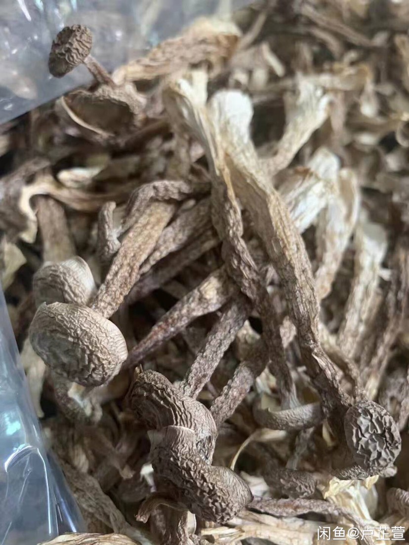 鹿茸菇、福建古田、场地直销、一手货源、精品场地直销各种规格￼