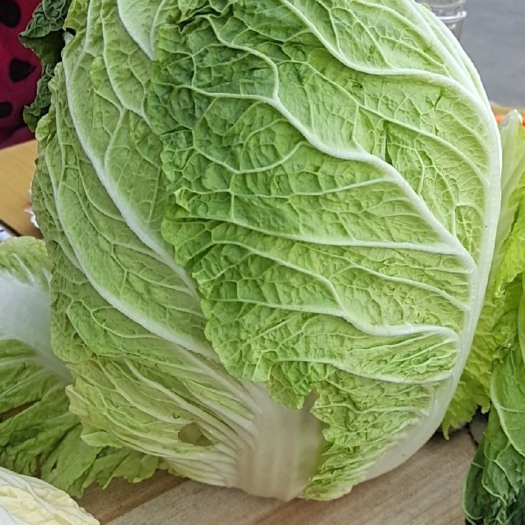 临沭县黄心大白菜 大白菜