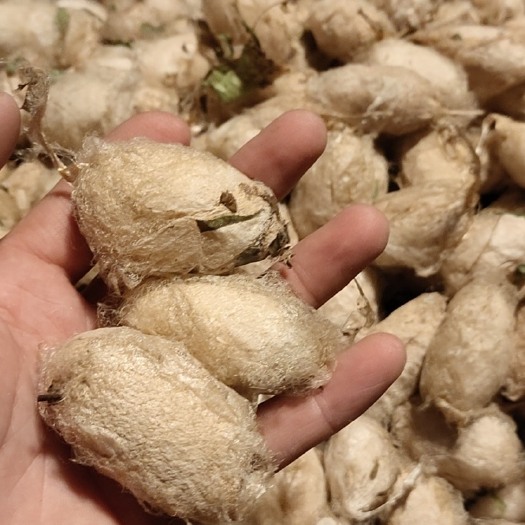 西丰县蚕蛹 带壳加温大茧