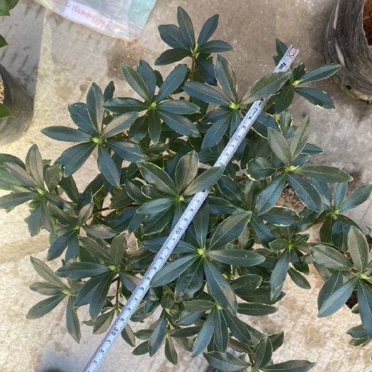 漳平市 210杯金边瑞香