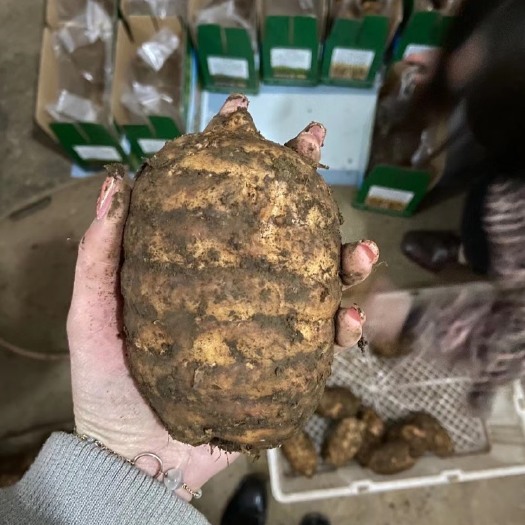 鲁甸县昭通乌天麻