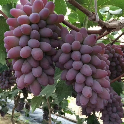公主岭市辽宁出售茉莉香葡萄苗 出售无核寒香蜜葡萄苗