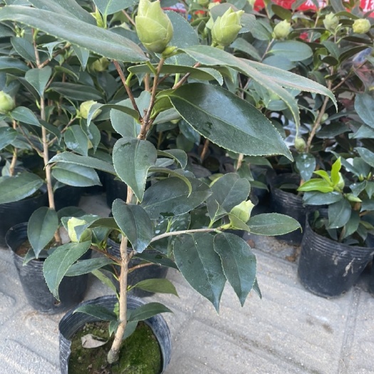 漳平市 绿可娜茶花