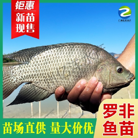 杂交青宝路罗非鱼苗 海南壹号罗非鱼苗 耐寒抗病强 包邮送货