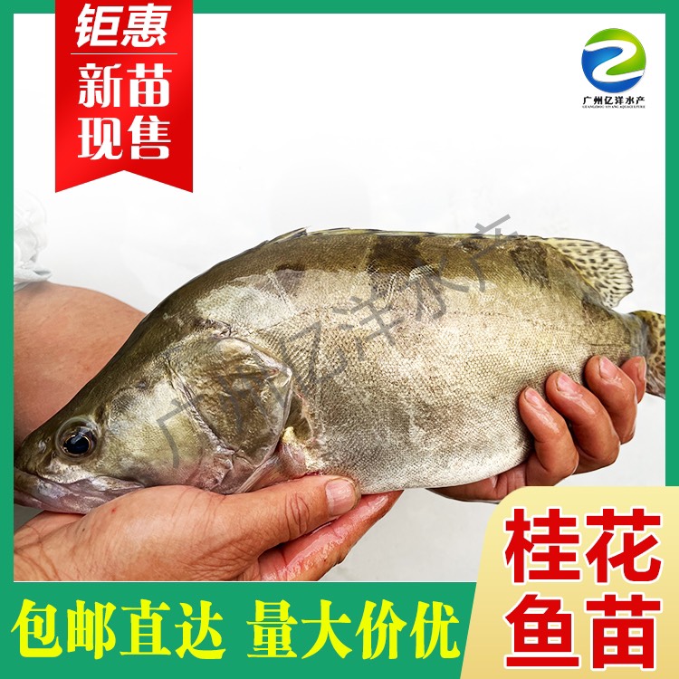 广州桂鱼苗  鲜活直达 鳜鱼苗 翘嘴桂鱼 基地发货 品质保证