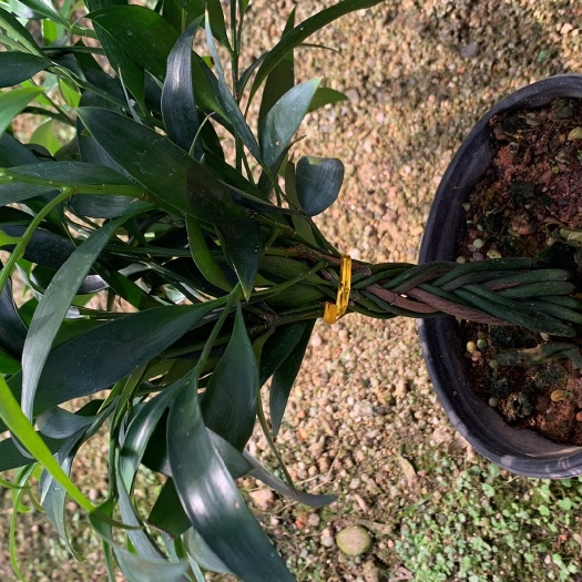 漳平市 多编竹柏