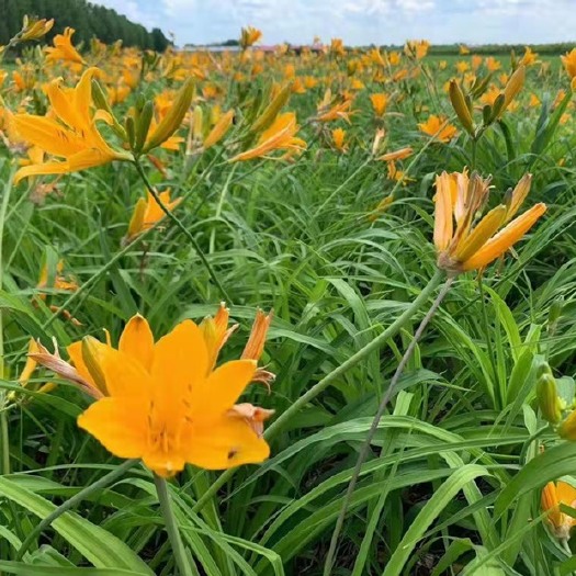 沭阳县 金娃娃萱草宿根草本植物花期长！基地直销