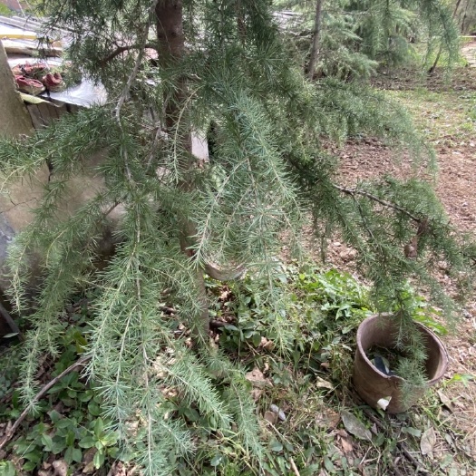 襄樊 南京雪松3～5米 5000棵大量