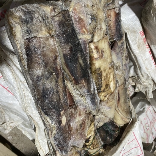 烟台枪乌贼  船冻鲜冻大鱿鱼25斤装