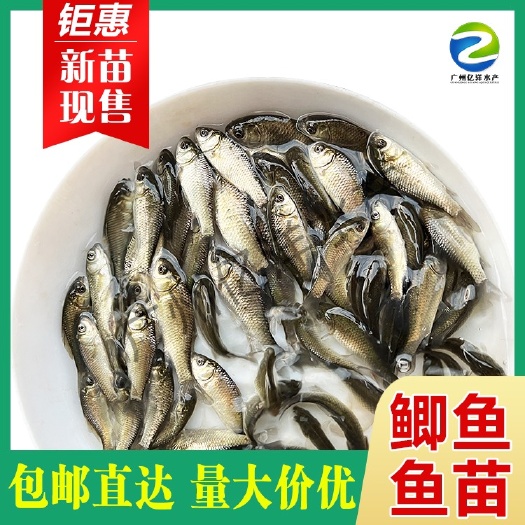 鲫鱼苗 中科5号鲫鱼苗 抗病良种长速快 免费送货