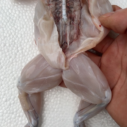 鲜活牛蛙新鲜牛蛙冷冻美味鲜活水产大牛蛙煮食材火锅烧烤