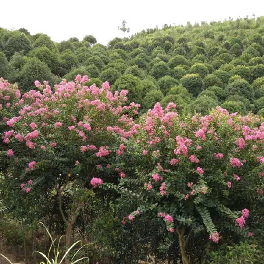 南丹县红花紫薇  14cm~20cm 各规格正品四川温江大红紫薇 大树