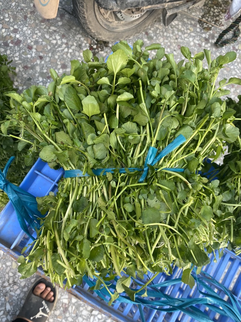 博白县西洋菜种子 现有西洋菜优质种苗大量上市 旱改水项目