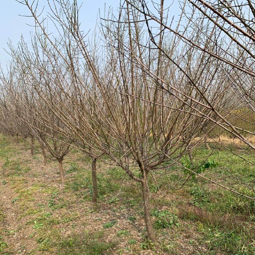沭阳县 原生红梅8公分红梅。骨里红。木头红色。