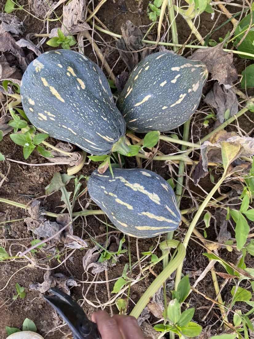 广西精品香芋南瓜  大量供应市场 电商货