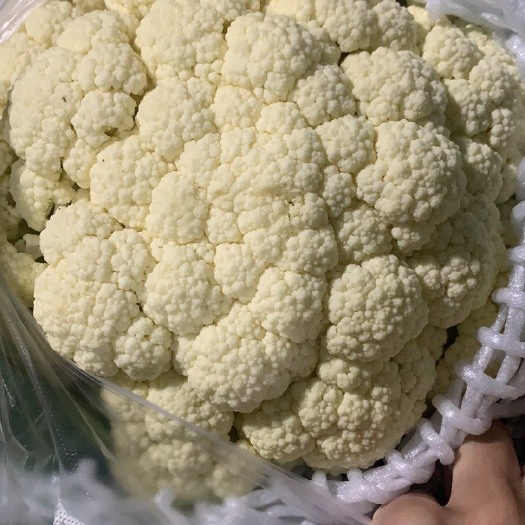 天门市花菜  青梗散花，花白梗亲
