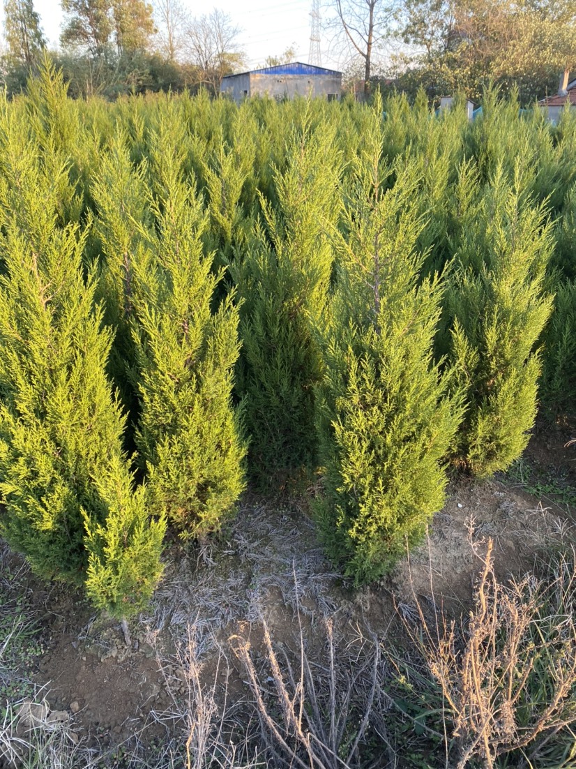 蜀柏  蜀桧蜀桧基地量大欢迎您的光临指导