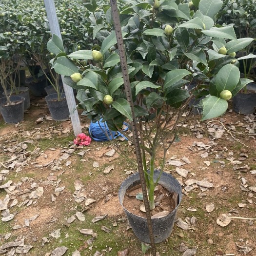 漳平市茶花 230杯克瑞墨