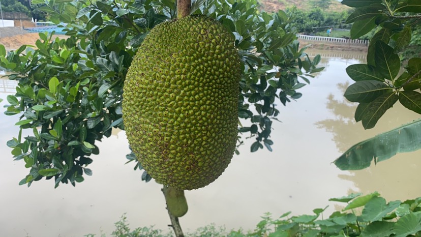  海南陵水8号红肉菠萝蜜