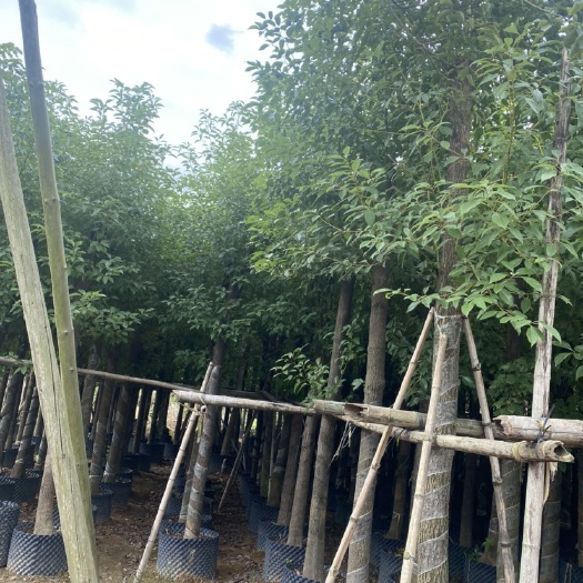 普宁市 香樟