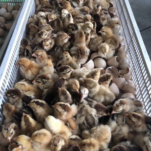 南宁 大种 kg鸡苗