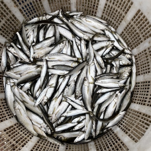 衡南县鲤鱼干 小白条