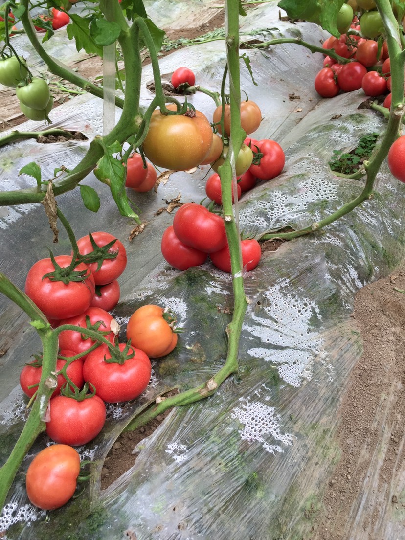 临沂费县西红柿硬粉西红柿 硬粉番茄 西红柿基地产地直销西红柿