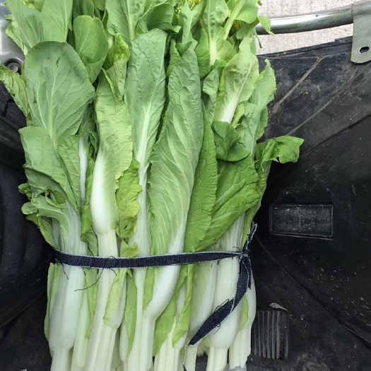 玉林白菜苔种子  白菜苔，雪白梗，无渣，超甜