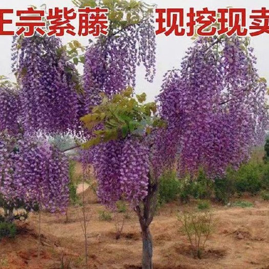 曹县紫藤花树朱藤树招藤树藤萝树红玉藤白玉藤重瓣紫藤紫藤苗