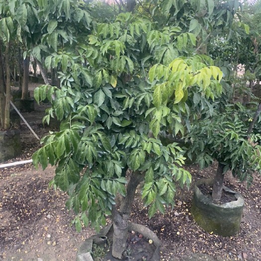 普宁市黄皮果苗 黄皮苗