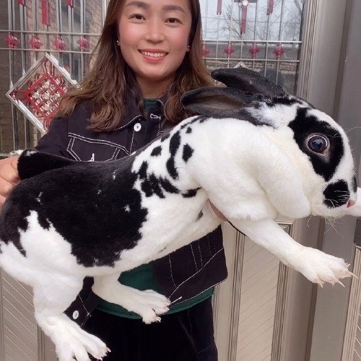 嘉祥县【推荐】獭兔，彩色獭兔，獭兔苗，幼兔，成兔，大型兔，全国发货