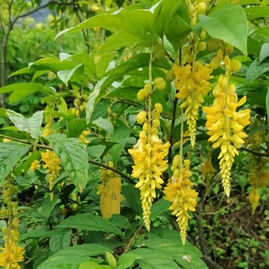 贺州黄花倒水莲