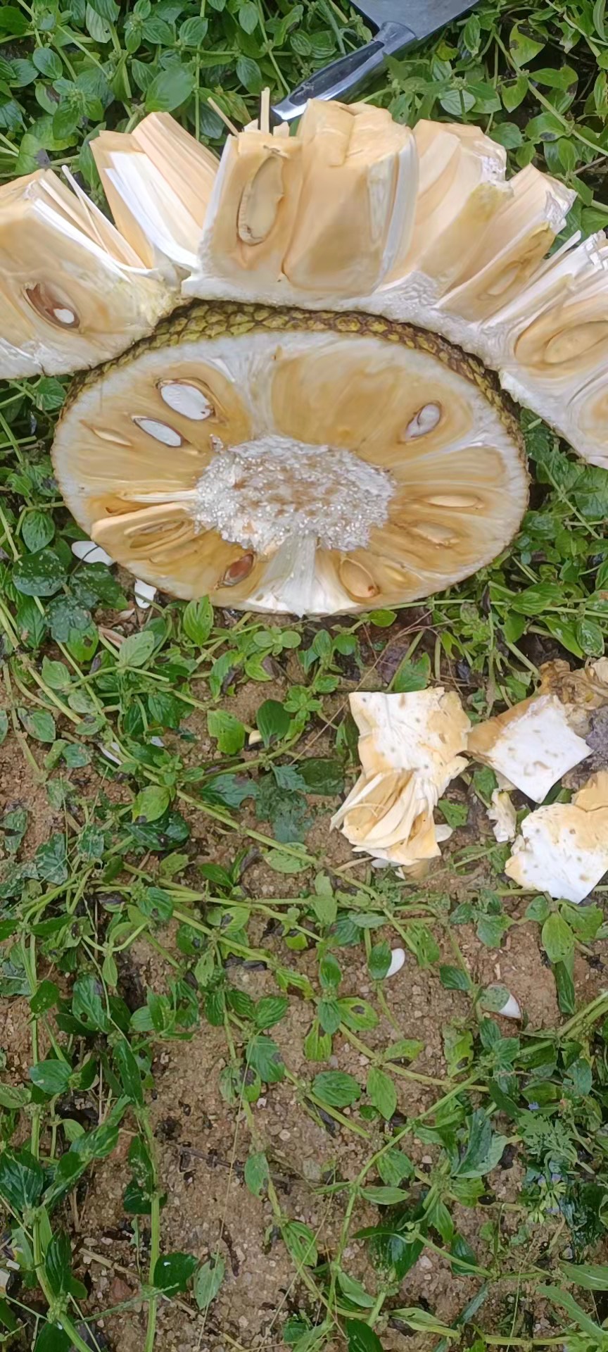  海南陵水8号红肉菠萝蜜