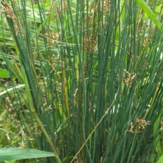 广安 灯芯草又名节骨草